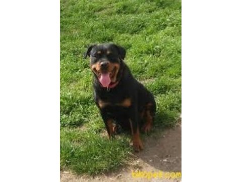 Saf kan rottweiler 2 yaşında