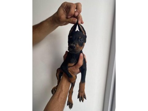 Doberman yavruları
