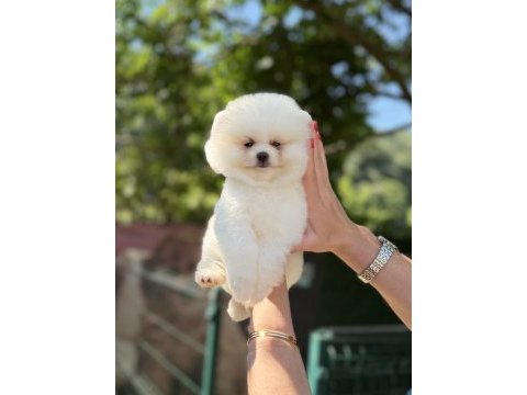 Üst düzey ayıcık pomeranian boo