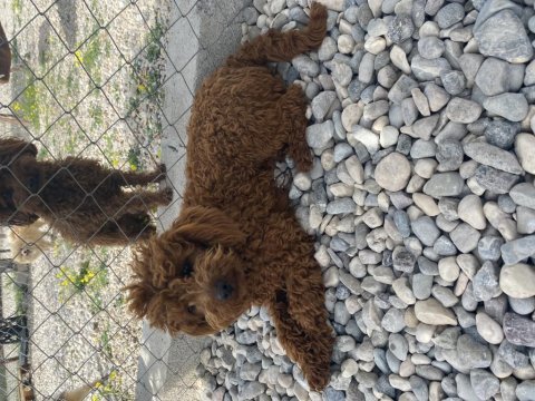 1.5 yaş kore poodle erkekler eşleme tecrübeli