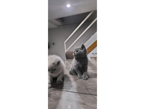 Özenle british shorthair yavruları