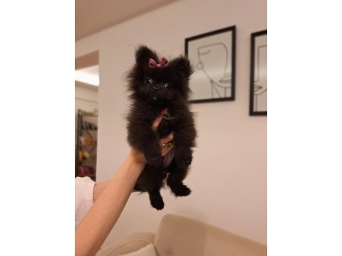 Türkiyede esı benzerı olmayan minyatür pomeranian!