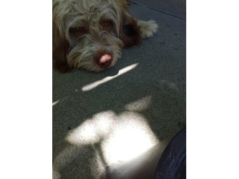 Köpeğimi çok uyguna sahiplendirmek istiyorum