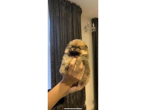 Pomeranian boo bebekler