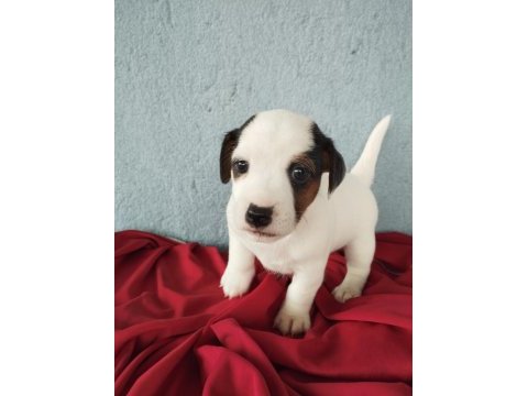 Jack russell köpeği 1
