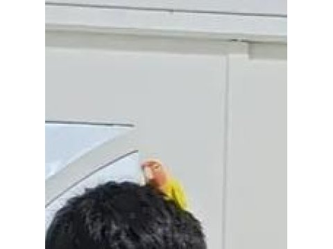 Sevda papağanı ele alışkın