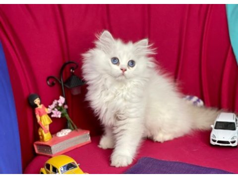 British longhair