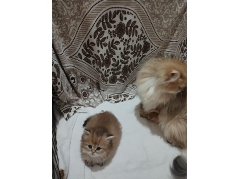 Golden british longhair bebek