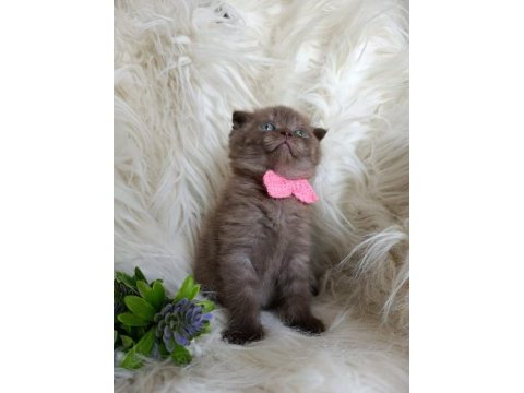 Harika çikolata british shorthair bebekler