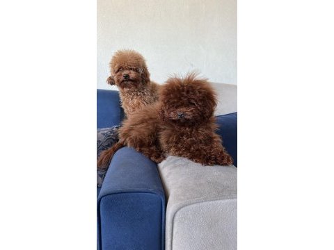 Kore red brown safkan toy poodle köpekler