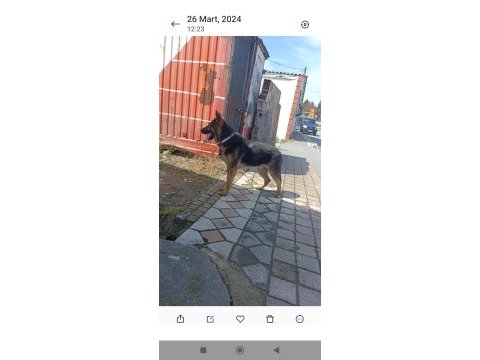 8 aylık erkek alman kurdu