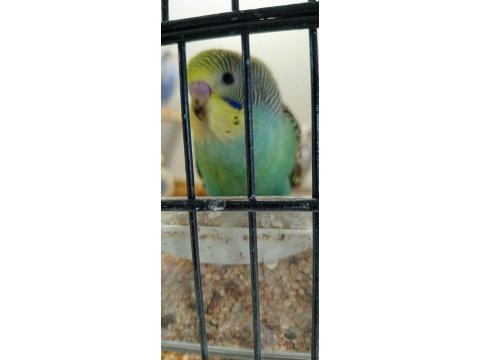 Yavru muhabbet kuşlar rengarenk
