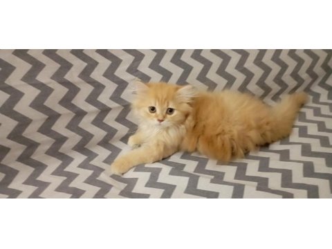 Longhair yavru kedimiz