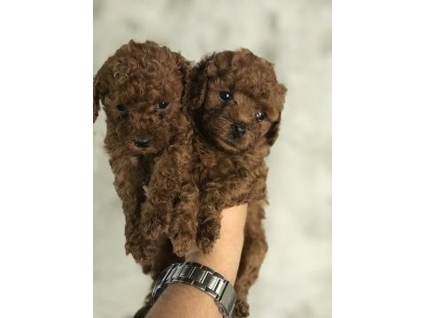 Toy poodle bebeklerim