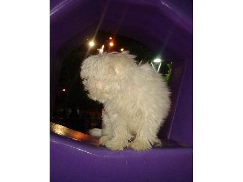 Erkek kore maltese