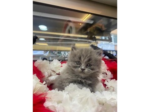 Gri british longhair ve beyaz shorthair yavrumuz
