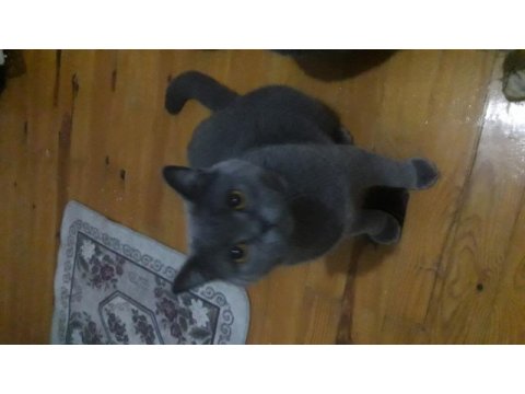 British shorthair ve scottish fold