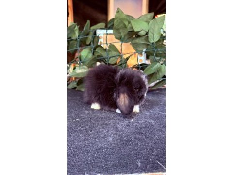 Safkan hollanda teddy lop tavşanlar