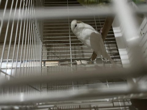Acil uygun fiyata verilecek yavrulu şekilde muhabbet kuşu