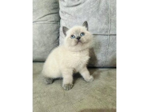 Safkan ayı suratlı british shorthair oğlum