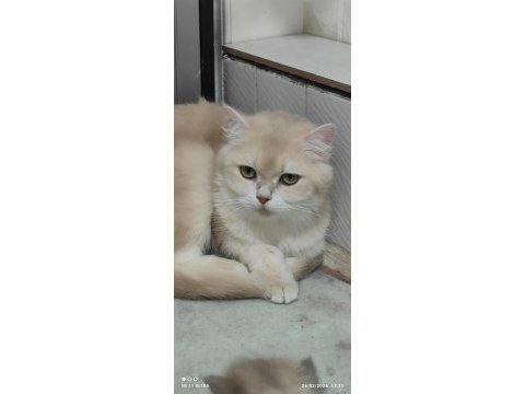 British shorthair cy12