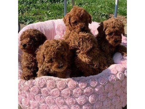 Yurtdışı pasaportlu safkan toypoodle 