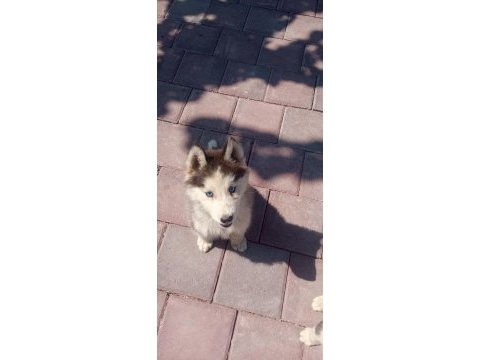 Sibirya kurdu husky