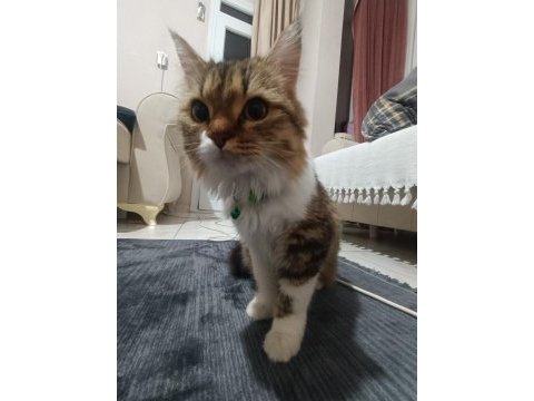 Annem hasta olduğu için kedimizi acil