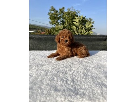 Kore kan toy poodle bebekler