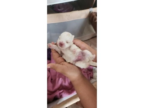 Erkek exotic pekinez köpeğimiz