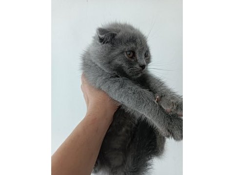 Scottish fold gri kedimiz