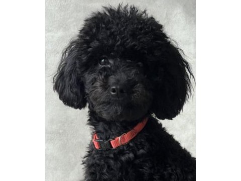 Toy poodle siyah erkek uygun