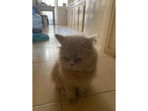 1.5 yaşında dişi british longhair
