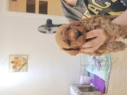 Son iki erkek poodle yavrumuz