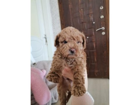 Köpekler yeni sahiplerini arıyorlar