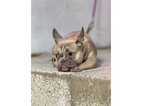 Dişi french bulldog 9 aylık
