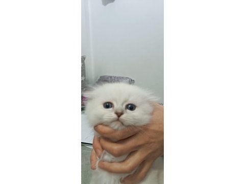 Mavi gözlü erkek scottish fold