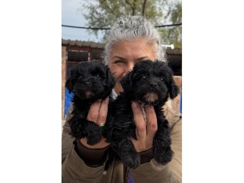 Morkie çok sevimli yavrular 