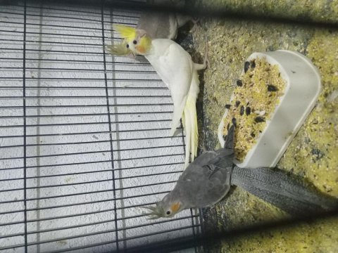 Bebekler bebeği sultan papağanı