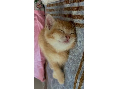 British shorthair golden erkek yavru