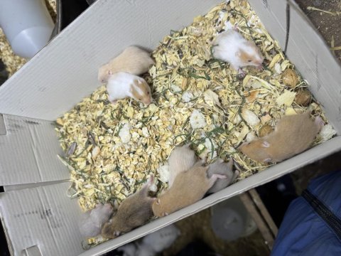 Tam sevmelik hamsterlarım yeni yuvalarını gitmeye hazır