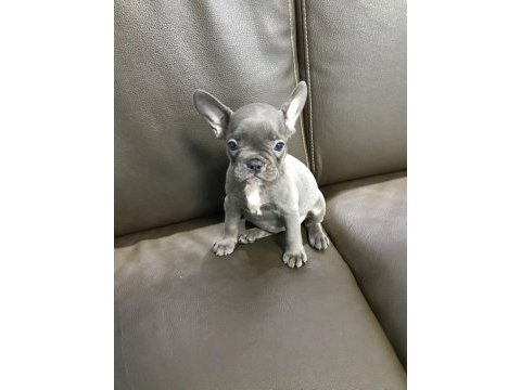 3 aylık french bulldog