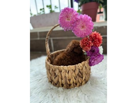 Teacup kore poodle