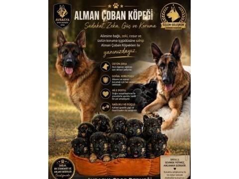 Safkan şecereli aman çoban köpeği