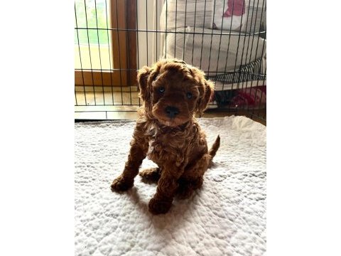 3 kilo toy poodle yavrularımız hazır
