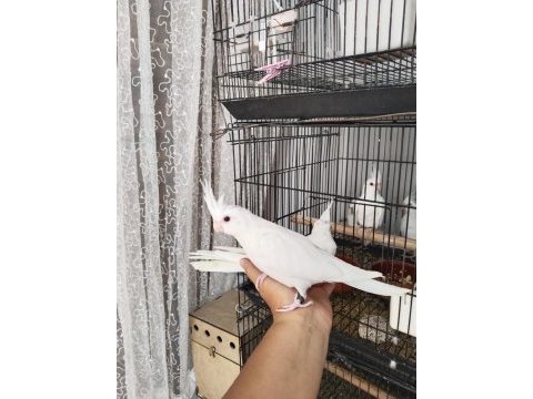 İster tek ister toplu albino sultan papağanı