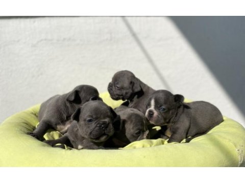 Egzotik blue french bulldog bebeklerimiz
