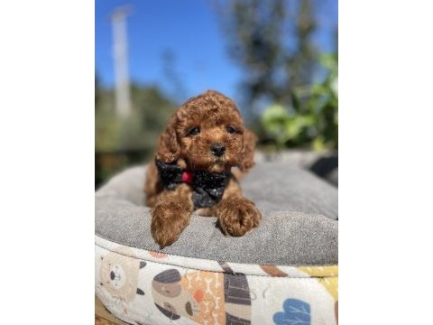 Üst kalite kore kan poodle yavrular