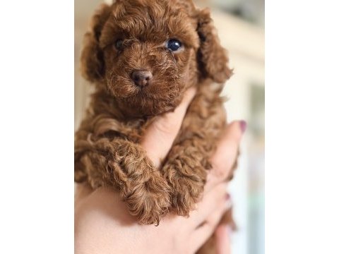Safkan kore anne babadan minicik dişi poodle