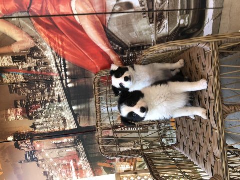 Border collie yavru